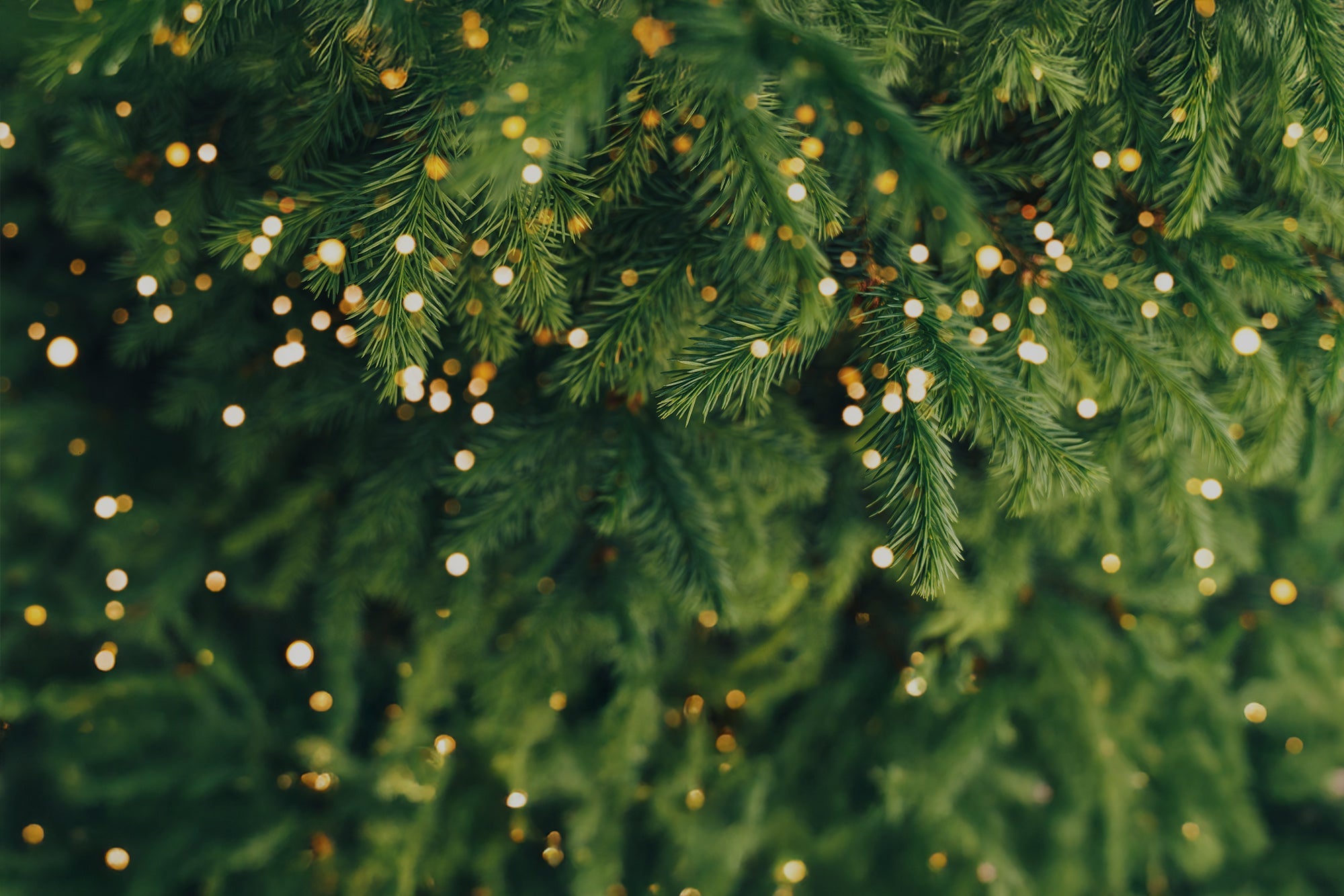 Christmas - Bookshop